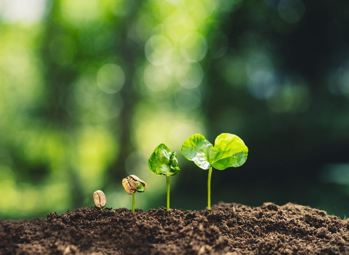 Pousse de plantes dans la terre