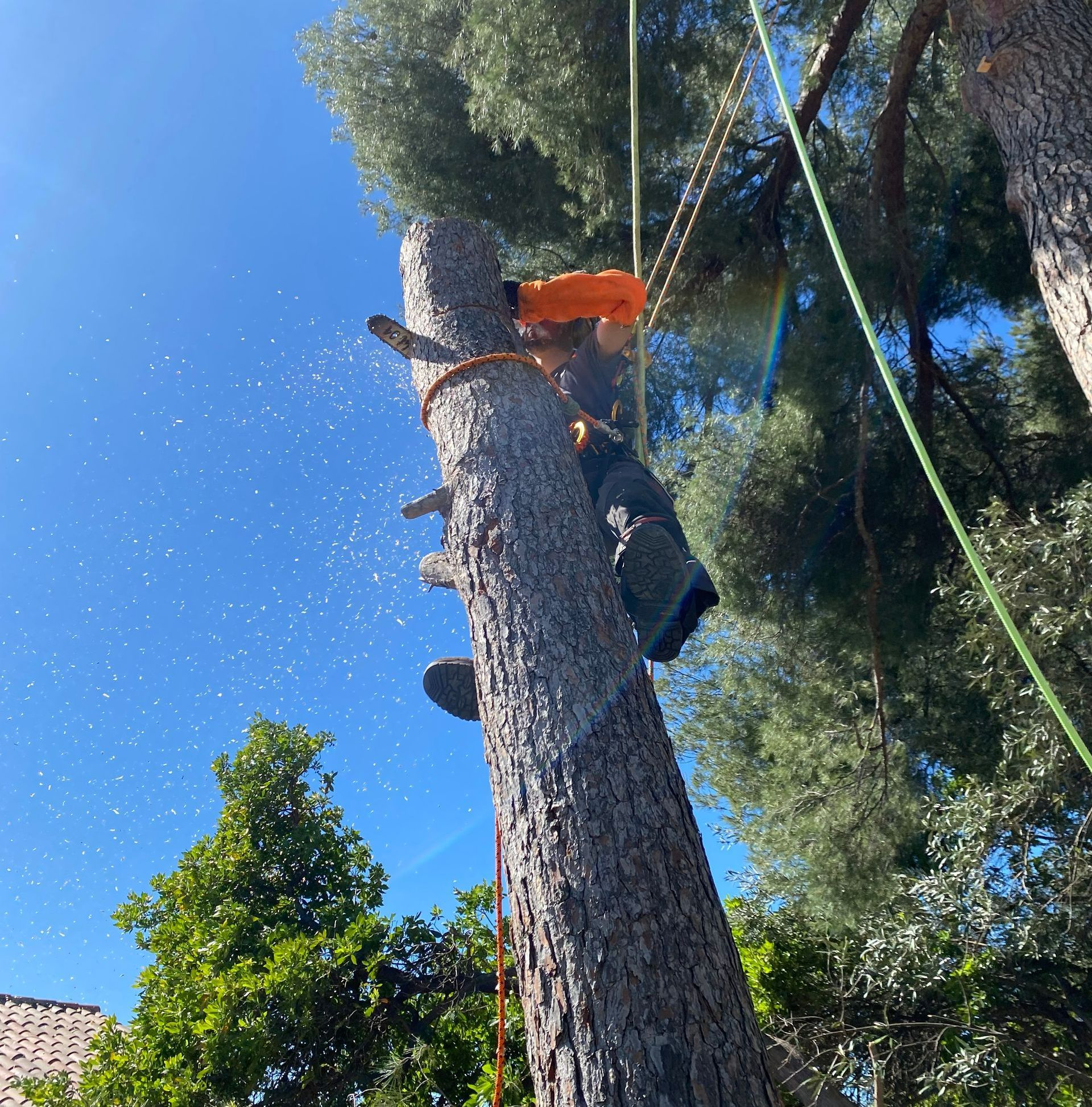 Abattage d'un arbre par démontage