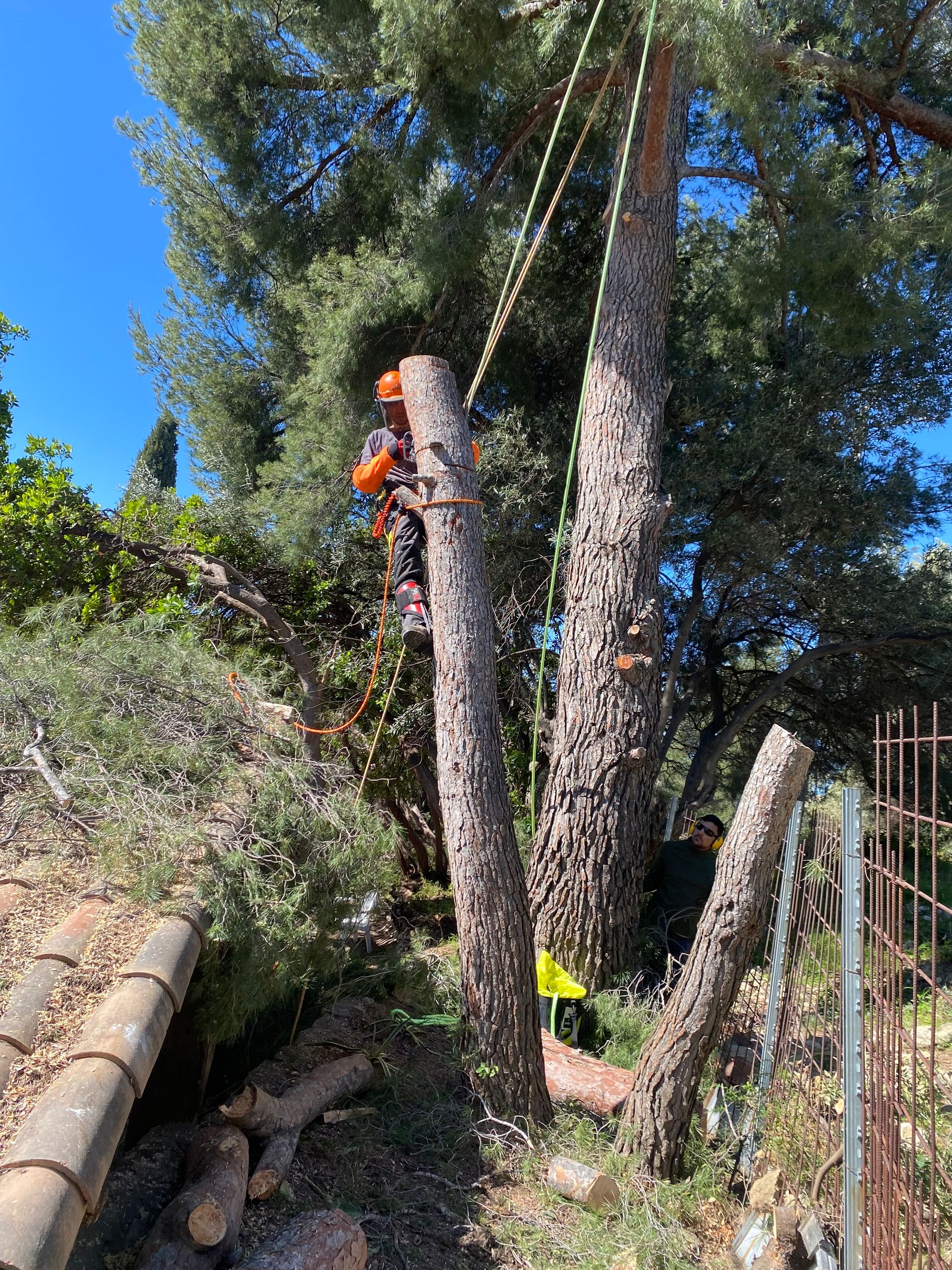Abattage de trois arbres