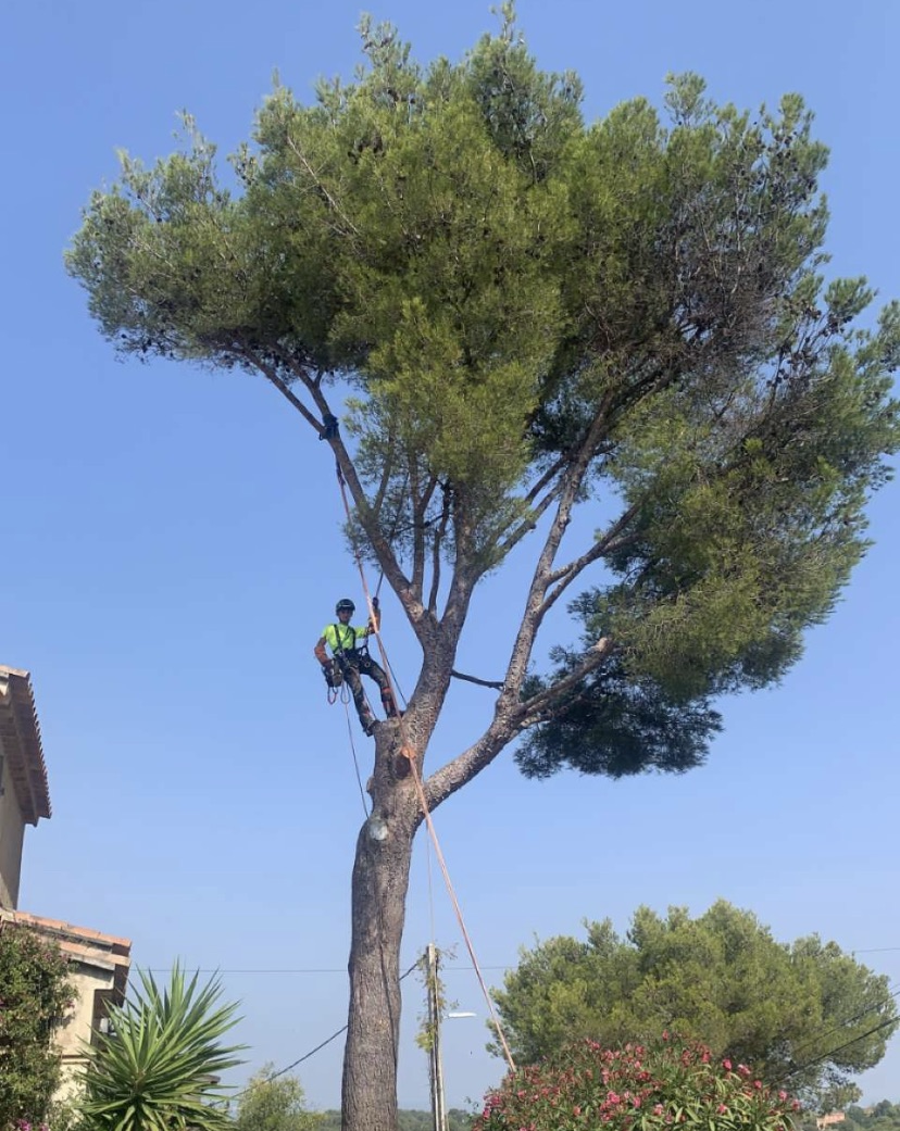 Élagueur-grimpeur pendant des travaux d'élagage