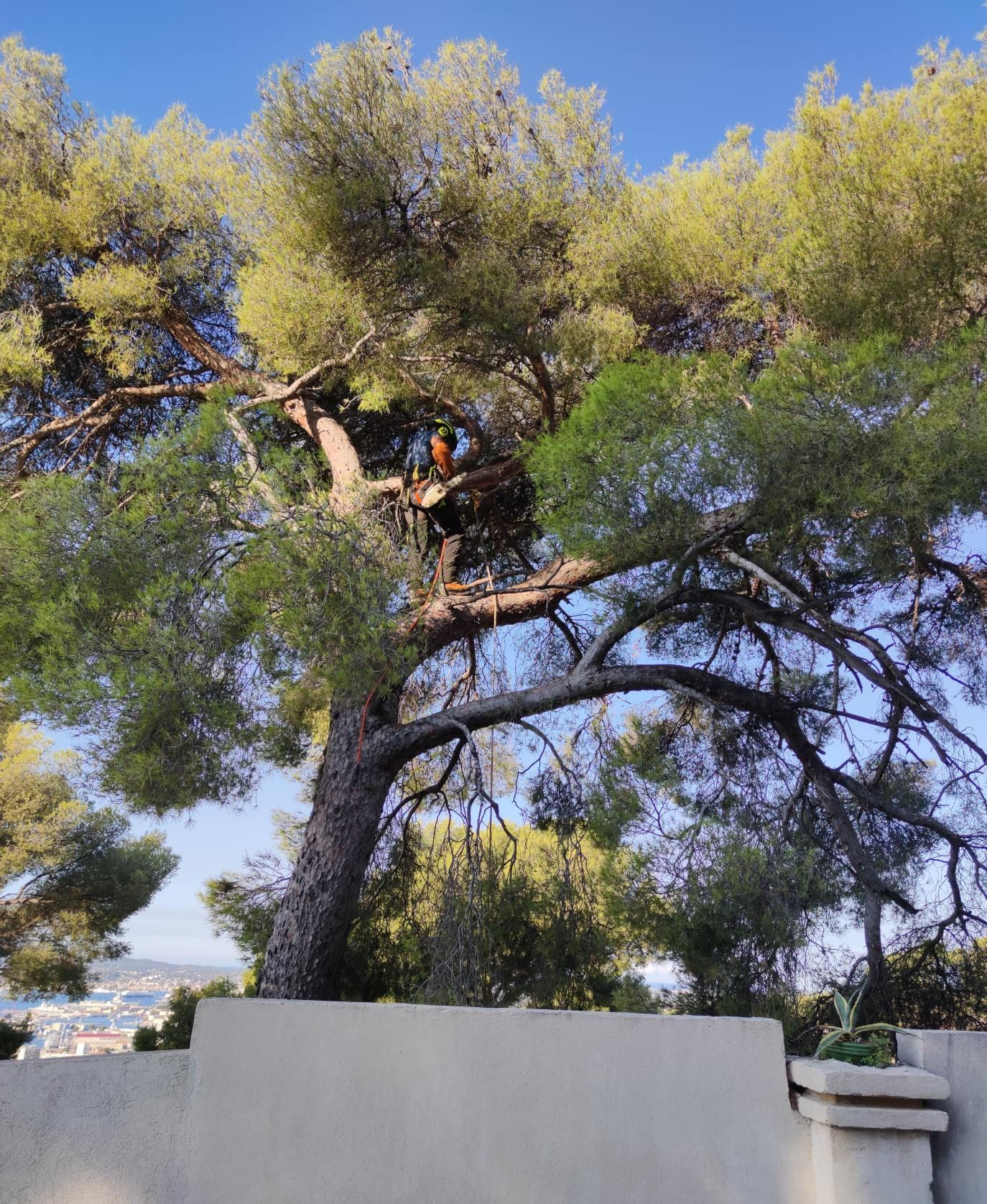 Élagage d'un arbre