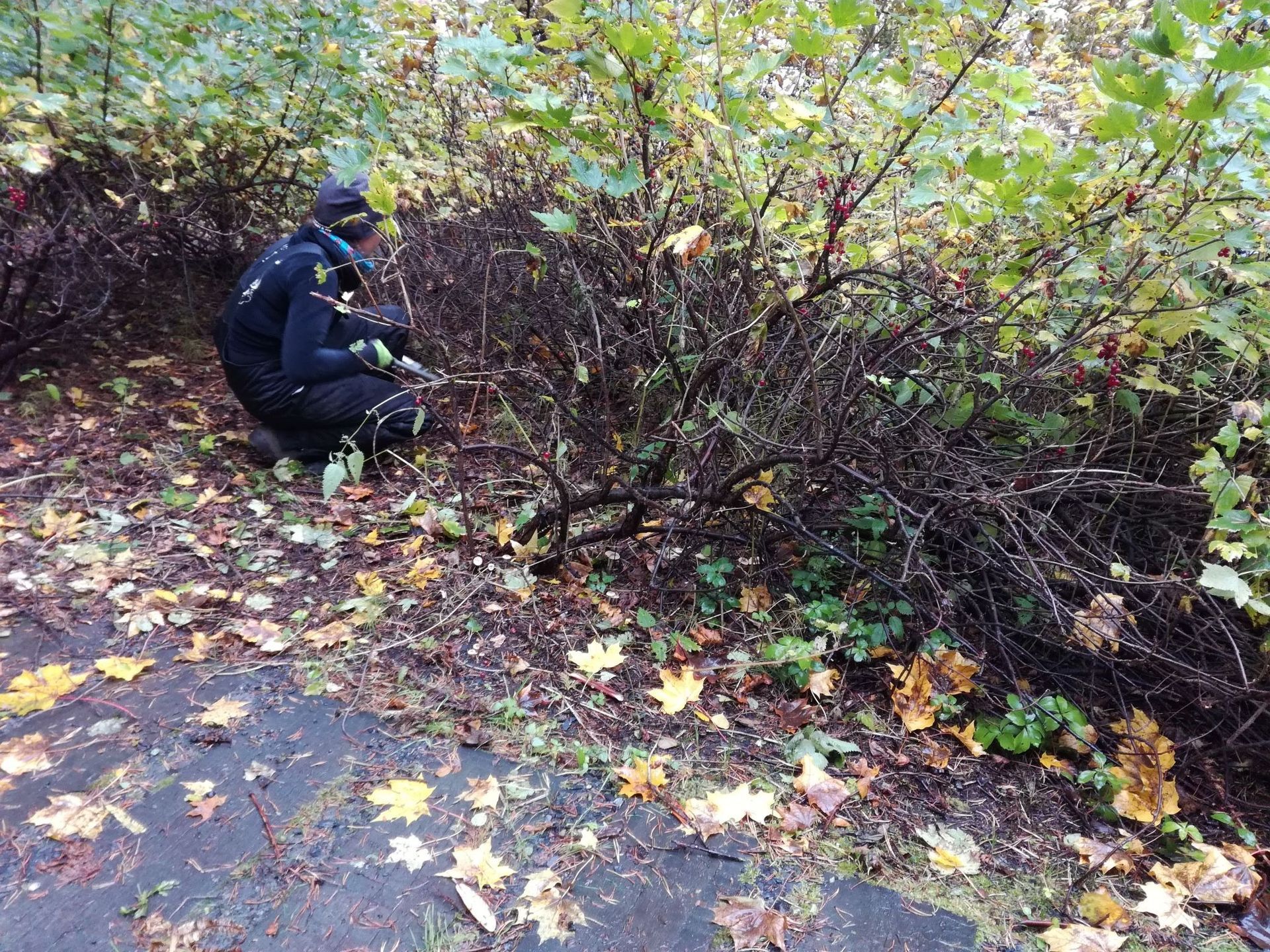 Tummissa vaatteissa oleva henkilö leikkaa pensaita märän polun varrella, jolta on pudonnut syksyn lehtiä.