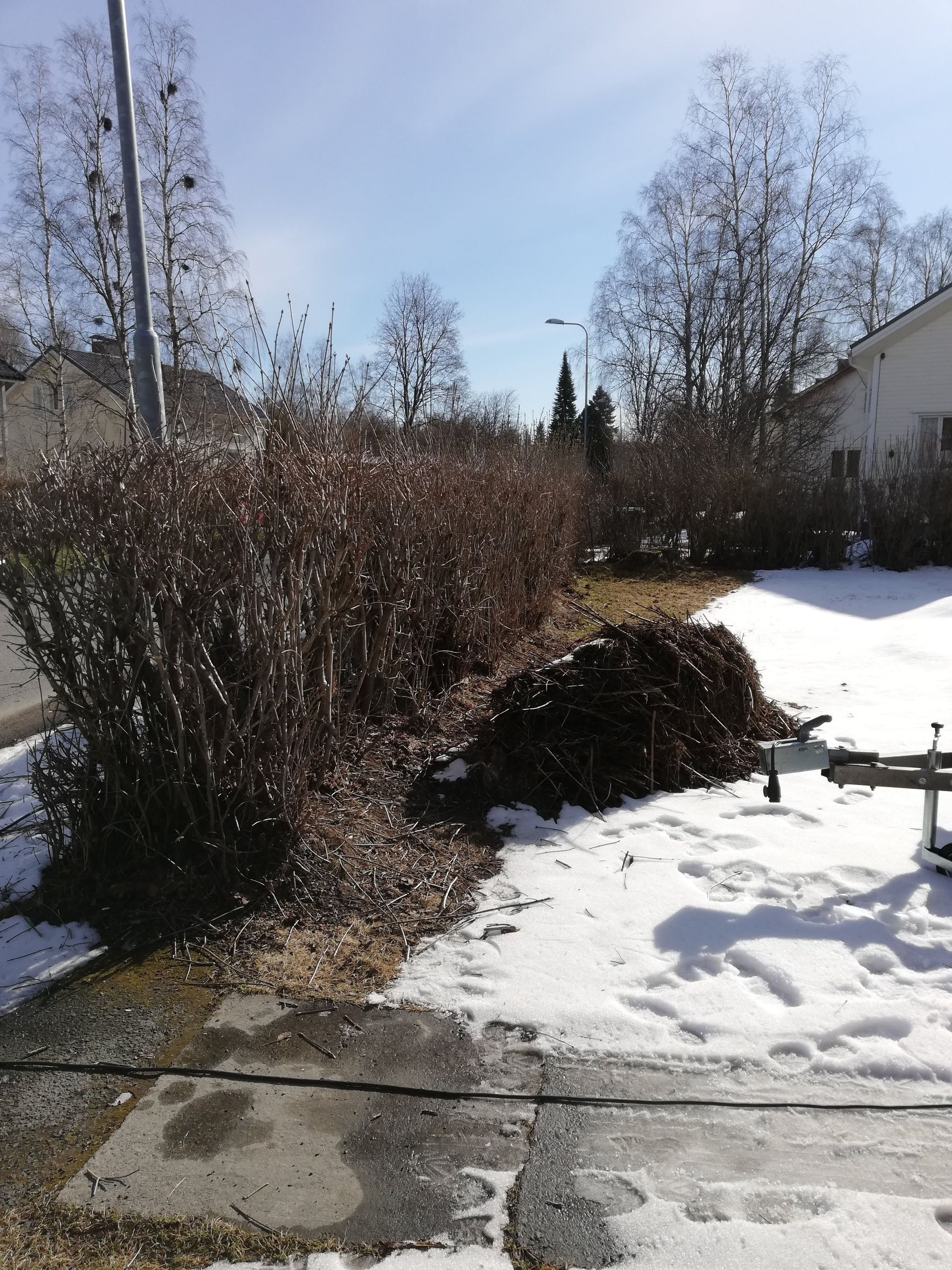 Luminen piha paljailla pensailla, ajotie ja talo kirkkaassa auringonvalossa.