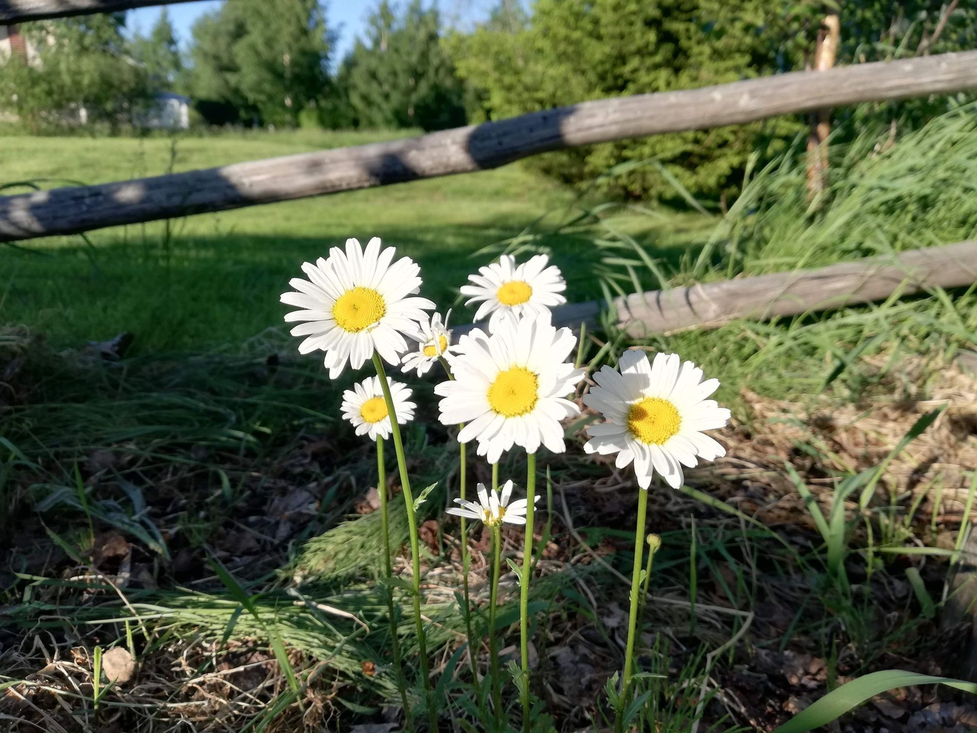 Valkoisia päivänkakkaroita keltaisilla keskuksilla kasvaa ruohikossa puisen aidan vieressä.