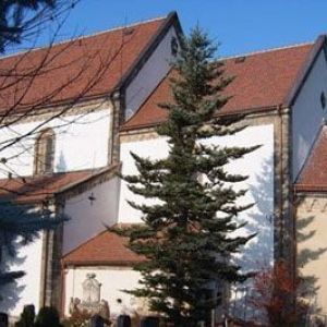 Blick auf ein saniertes Kirchengebäude hinter einer großen Tanne vor blauem Himmel.