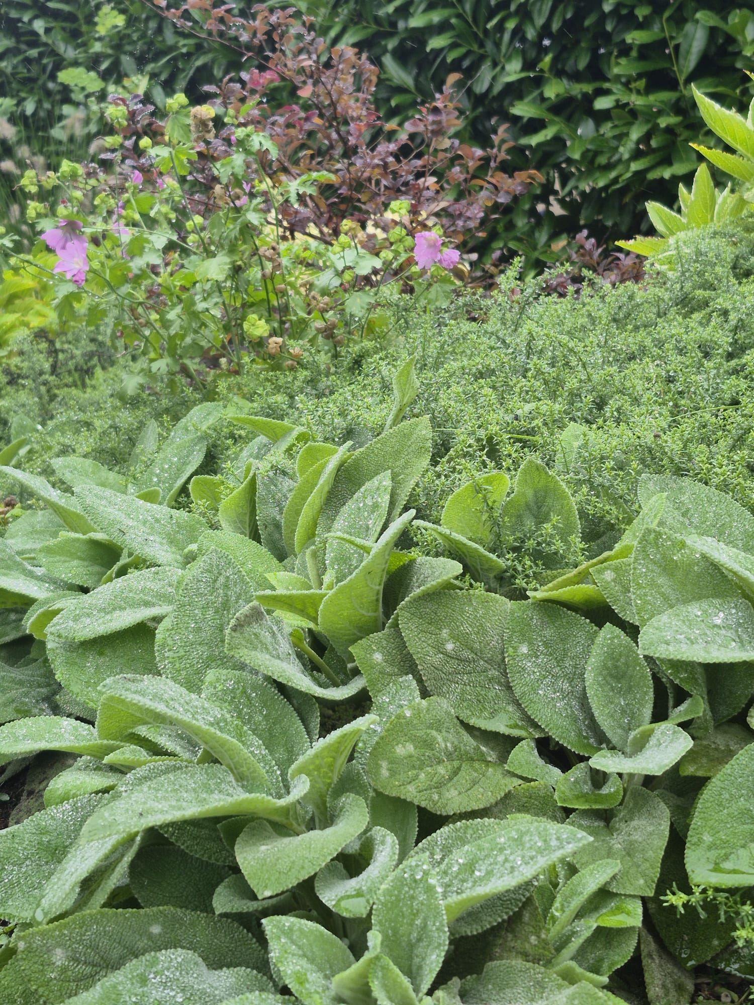 Grüne, samtige Wollziestpflanzen im Vordergrund, anderes grünes und violettes Laub im Hintergrund, mit Wassertropfen.
