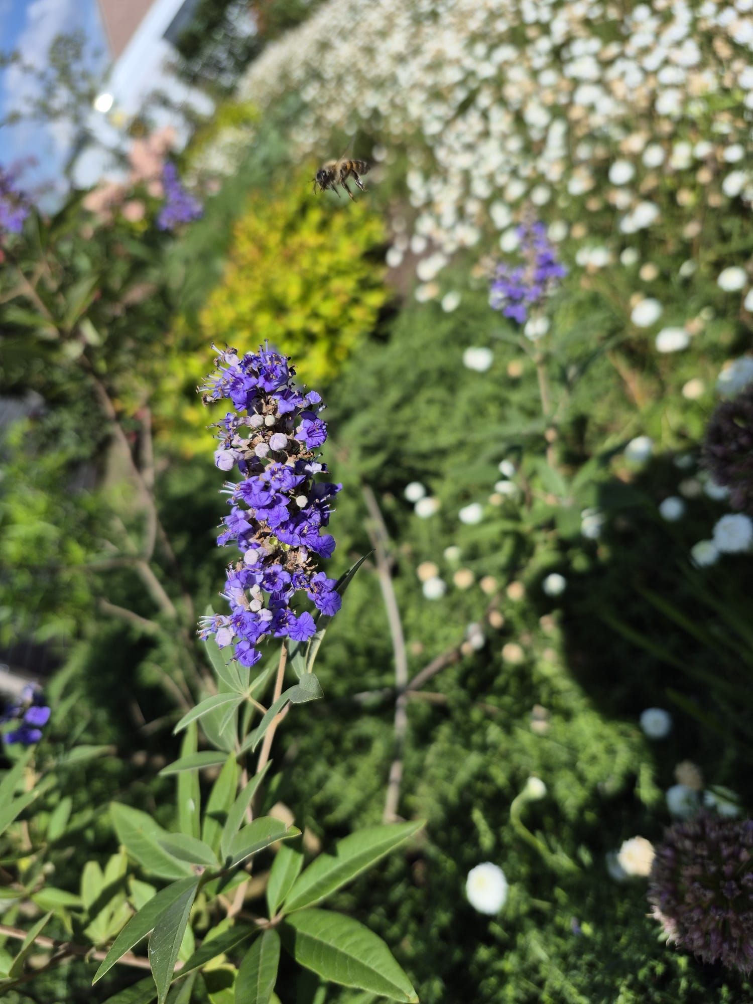 Lila Blütenähre im Garten mit einer Biene.