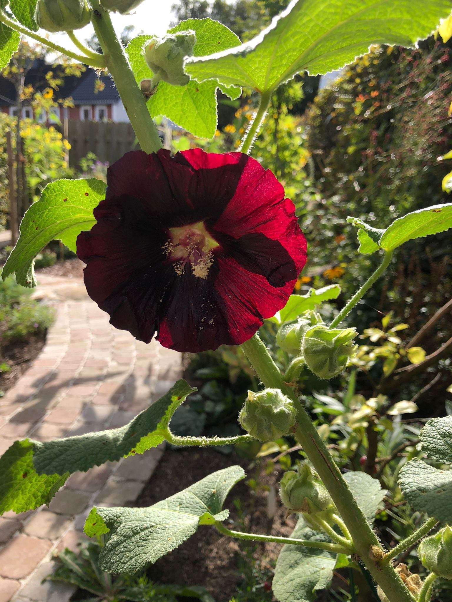 Dunkelrote Stockrose mit gelber Mitte; grüner Stängel und Blätter; im Hintergrund ein Steinweg.