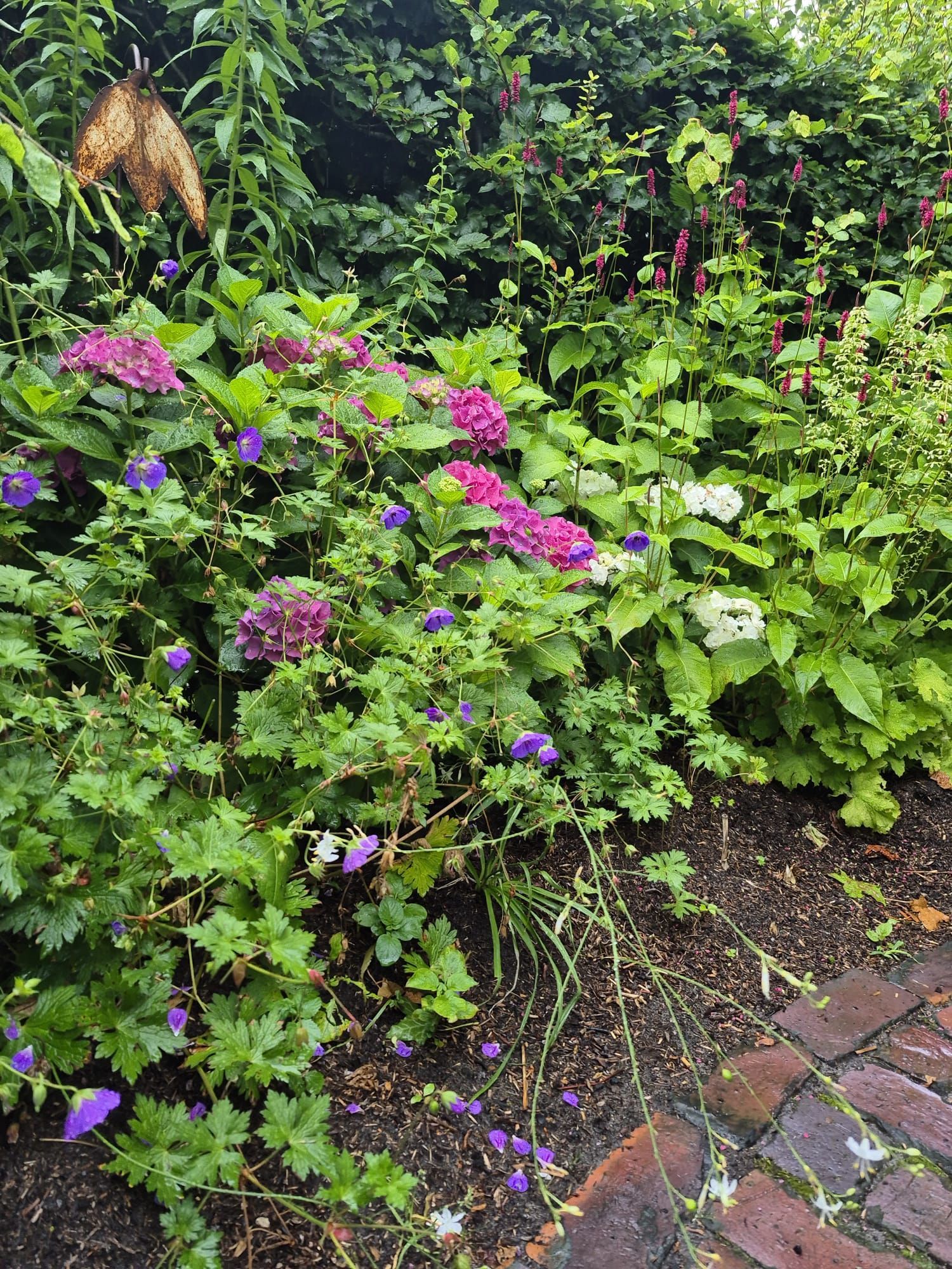 Ein üppiger Garten mit violetten, rosa und weißen Blüten, umgeben von grünem Laub, in der Nähe eines Backsteinwegs.