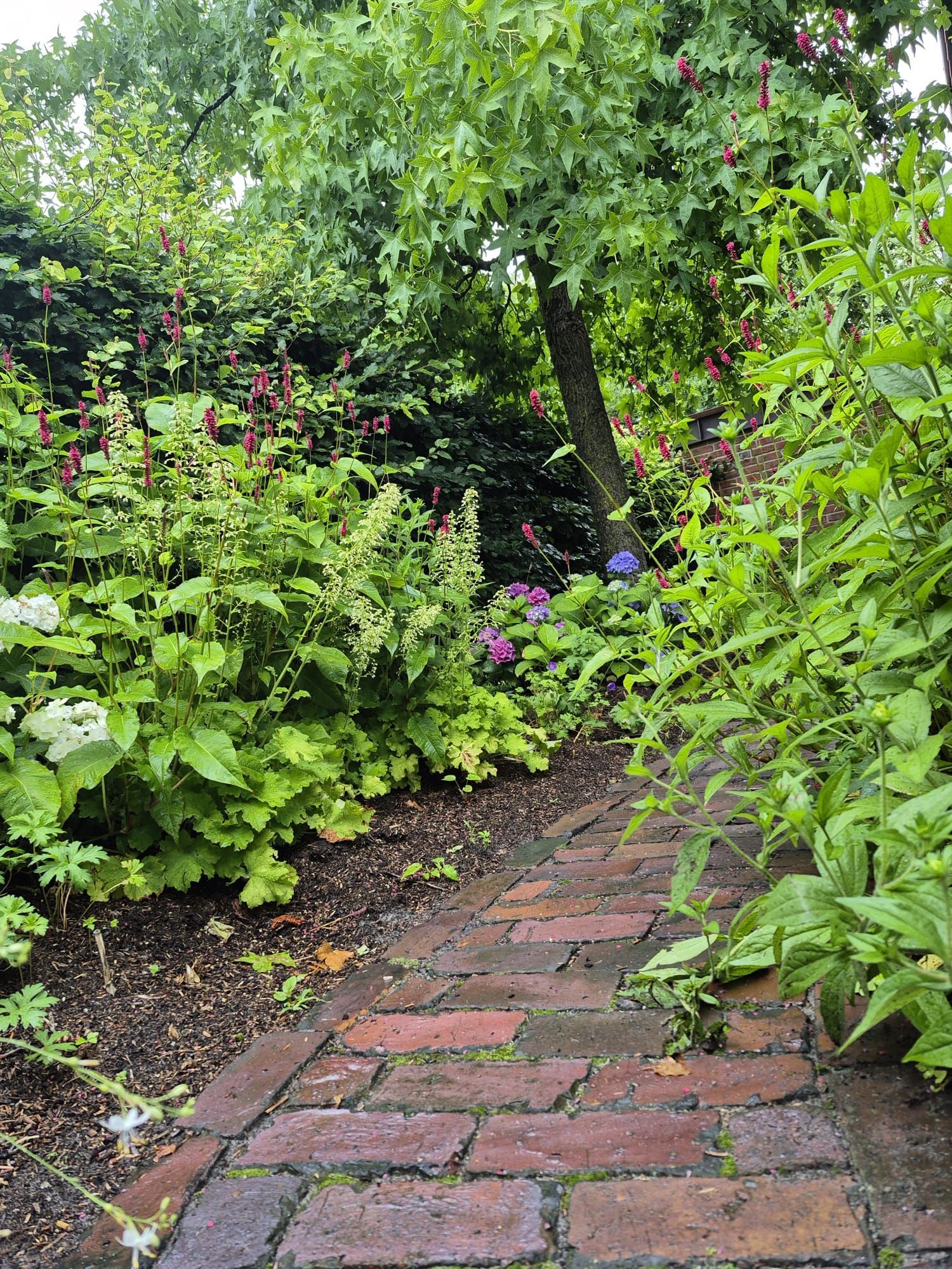 Ein Ziegelweg führt durch einen üppigen Garten, der von einem Baum beschattet wird. Grünes Laub und violette Blüten sind zu sehen.