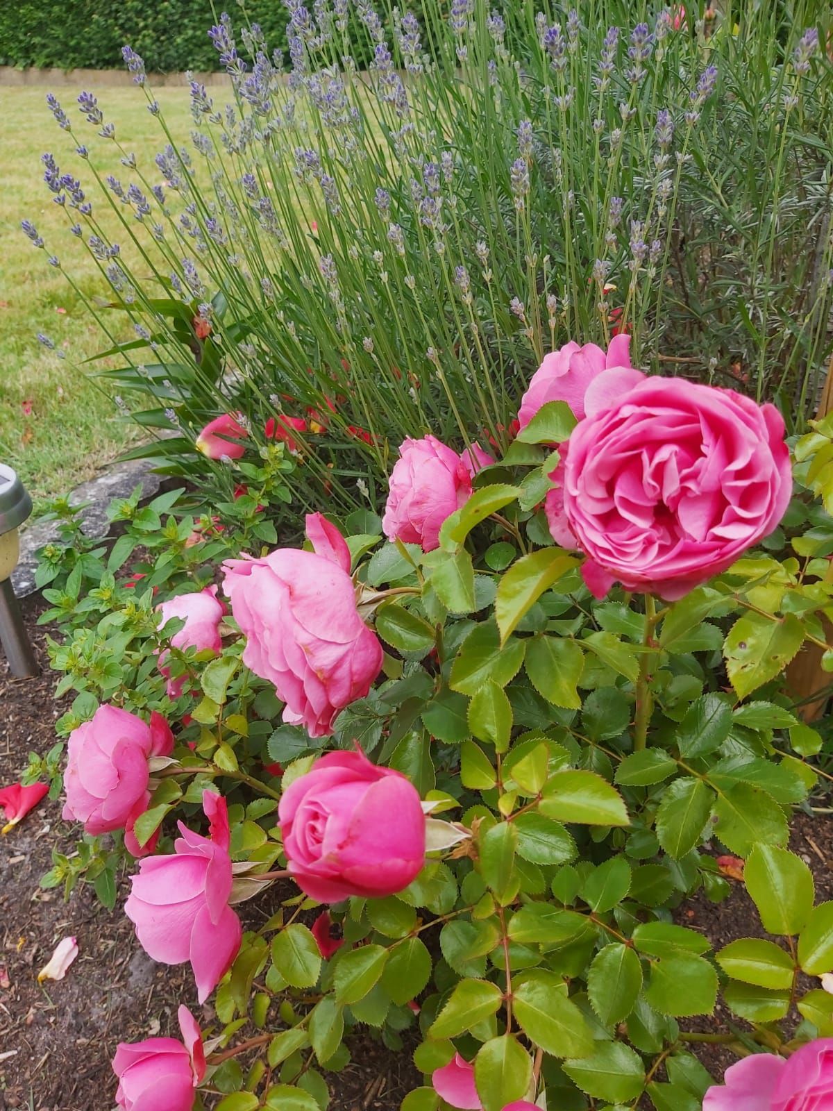 Rosa Rosen blühen, Lavendel im Hintergrund, ein grüner Rasen und einige belaubte Sträucher.