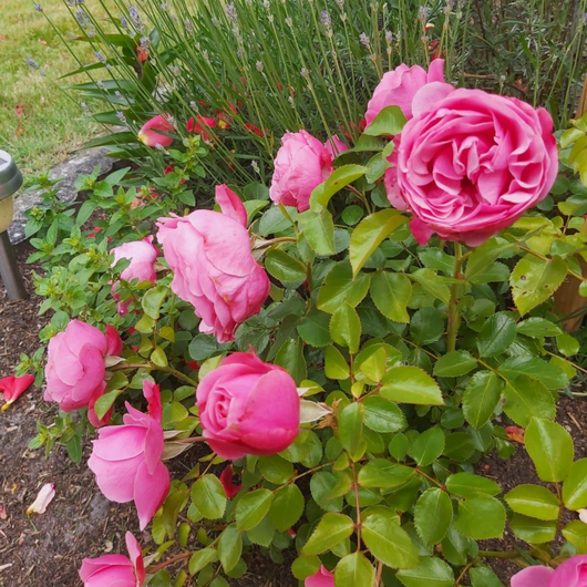 Ein rosafarbener Rosenstrauch mit leuchtenden Blüten und grünen Blättern in einem Gartenbeet.