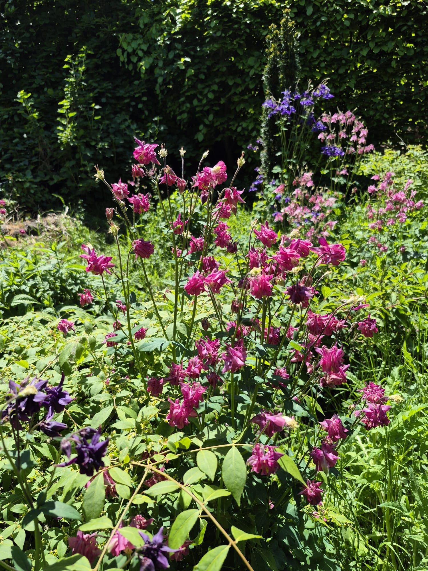 Rosa und violette Blüten in einem Garten, im Hintergrund grünes Laub und hohe Bäume.
