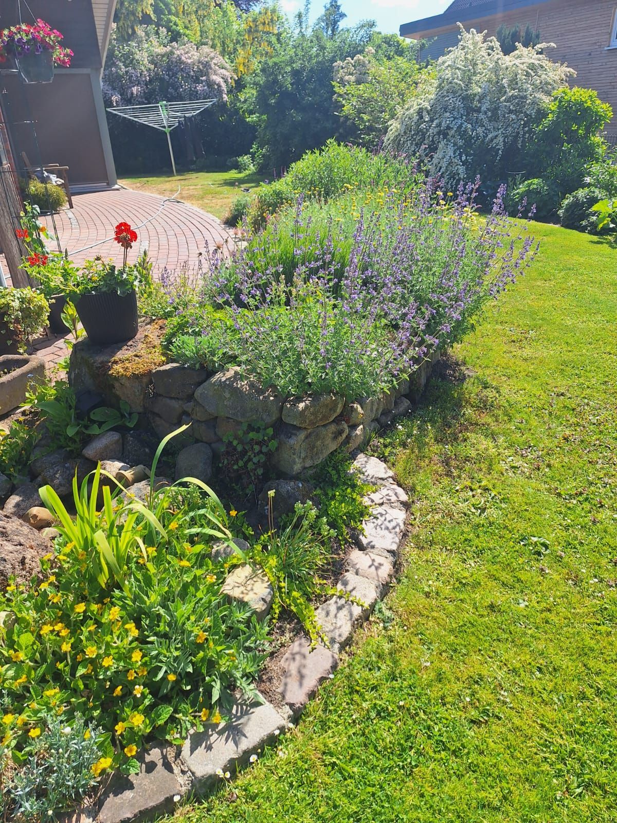 Ein von Steinmauern umgebenes Gartenbeet mit Lavendel und anderen Pflanzen grenzt an einen Rasen und liegt in hellem Sonnenlicht.
