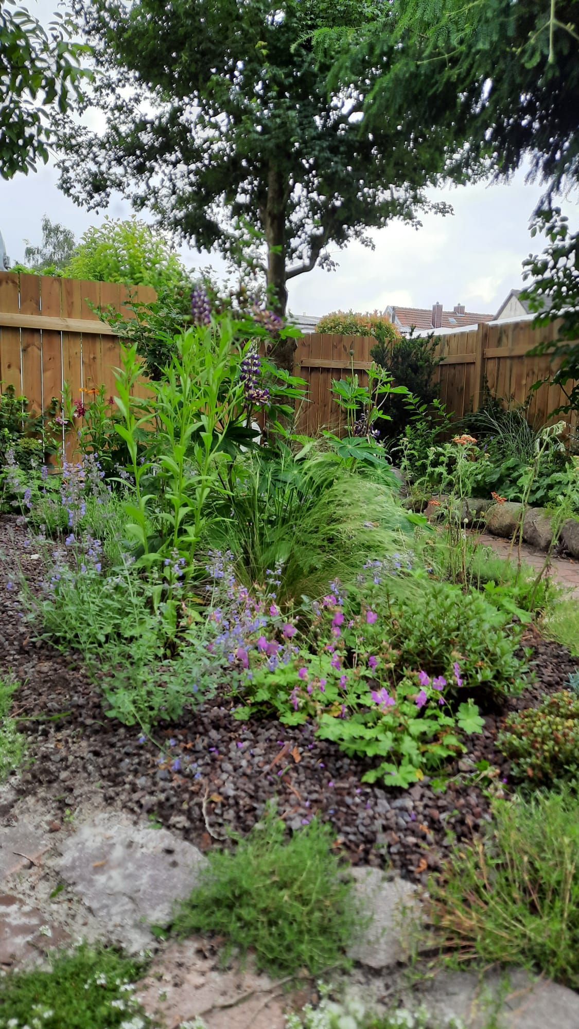 Ein üppiger Garten mit verschiedenen grünen Pflanzen und violetten Blumen, umgeben von einem Holzzaun. Bewölkter Himmel.