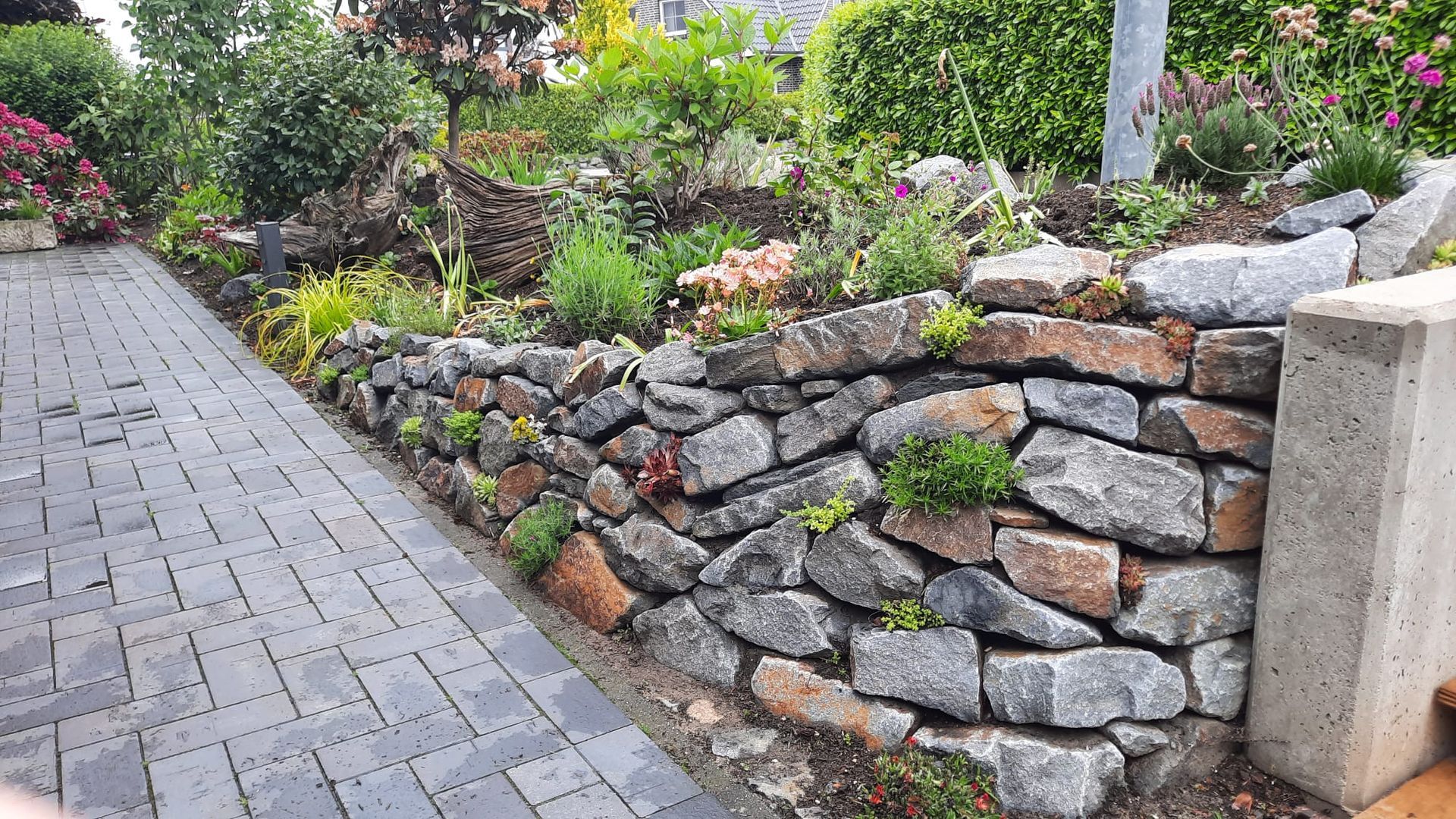 Eine mit Pflanzen bewachsene Steinmauer säumt einen Ziegelweg.