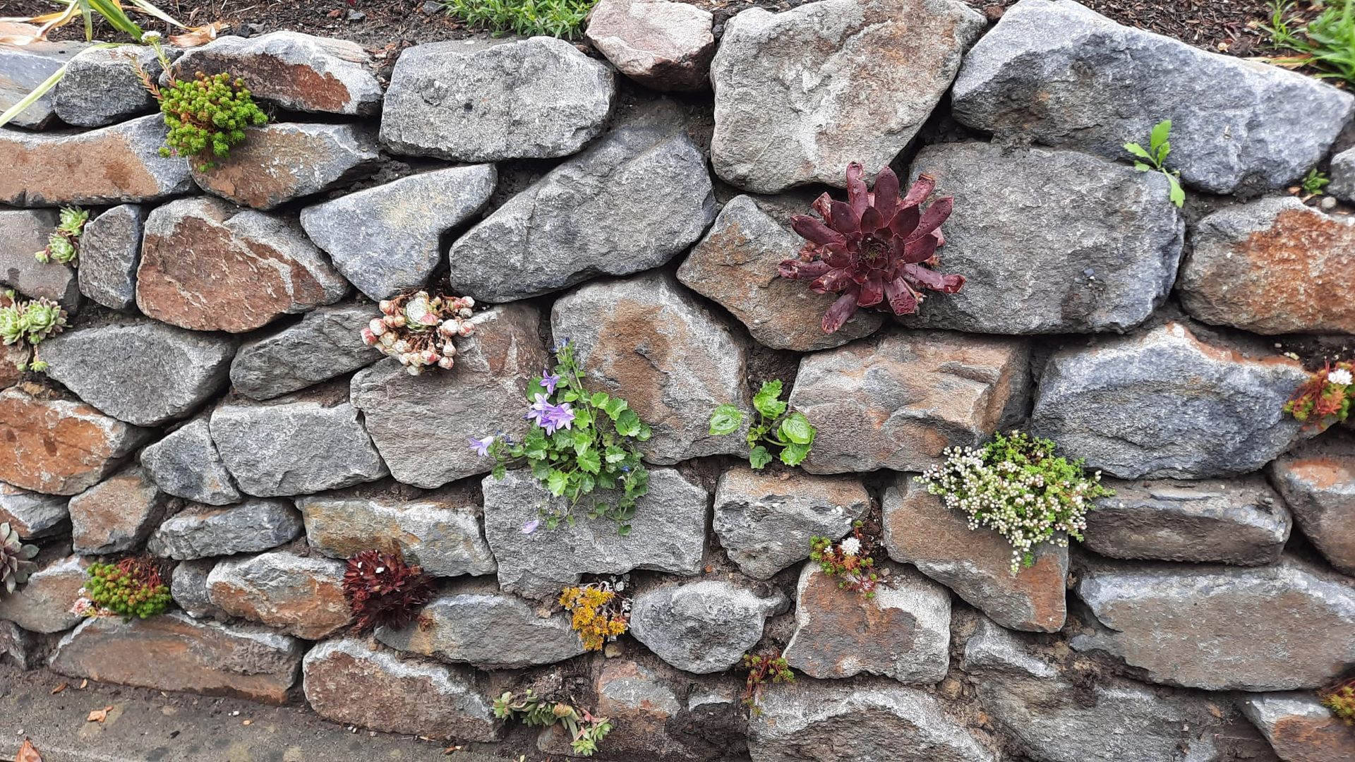 Steinmauer, in deren Spalten verschiedene kleine Pflanzen wachsen.