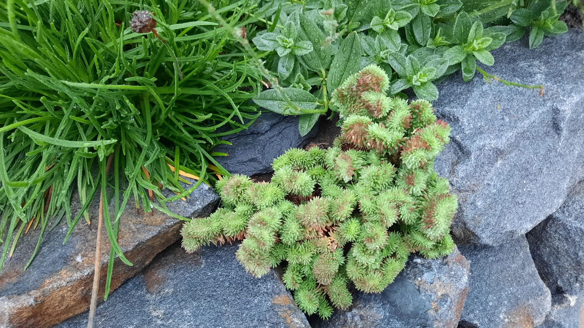 Grüne Pflanzen wachsen zwischen grauen Felsen; darunter Gras und eine strukturierte, abgerundete Pflanze.