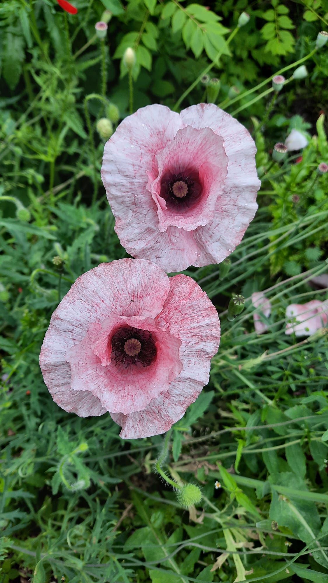 Zwei rosa und weiße Mohnblüten mit dunkler Mitte, umgeben von grünem Laub.