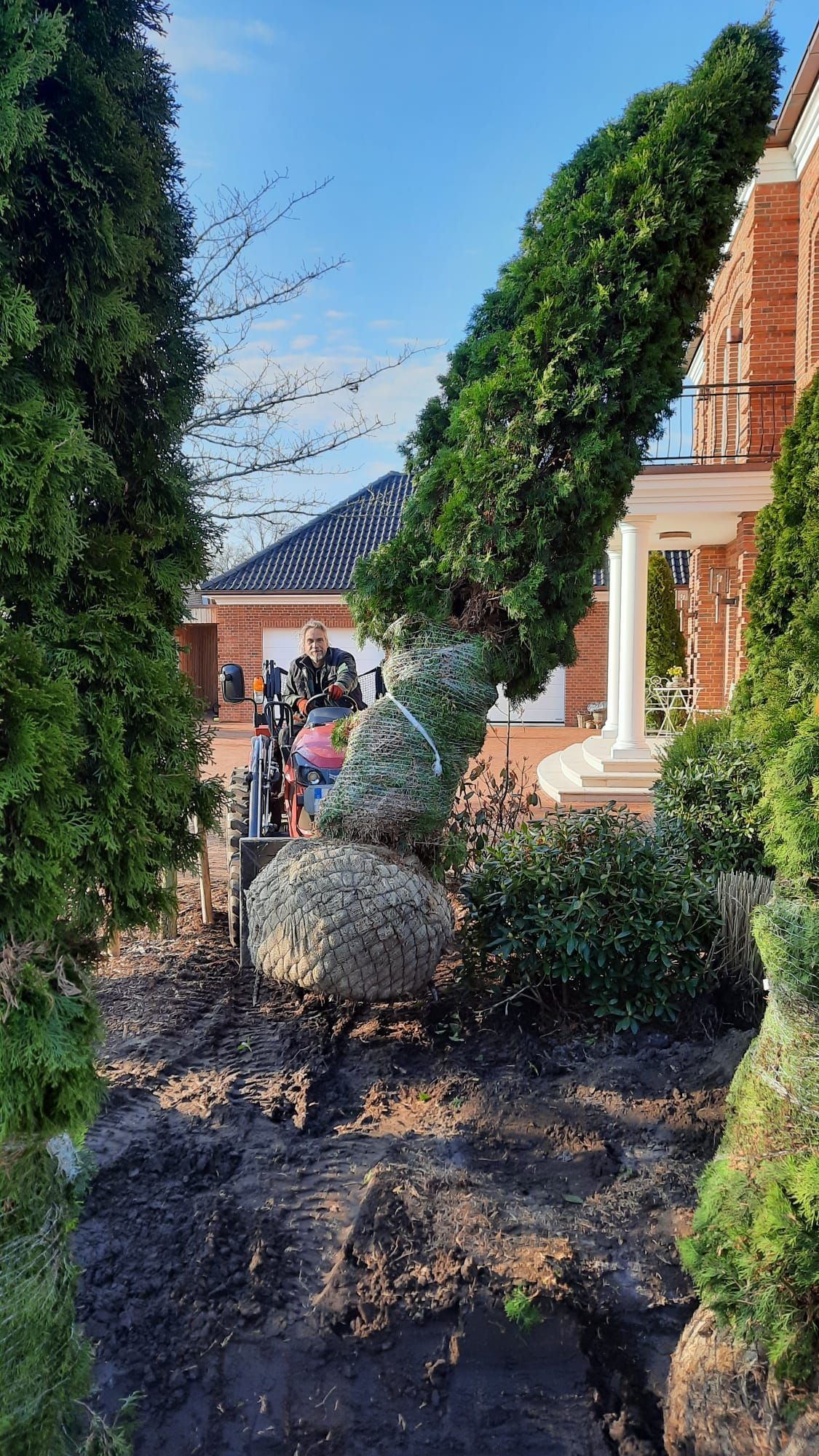 Eine Person bedient eine kleine Grabmaschine und entfernt Büsche aus einem Gartenbeet in der Nähe eines Hauses.
