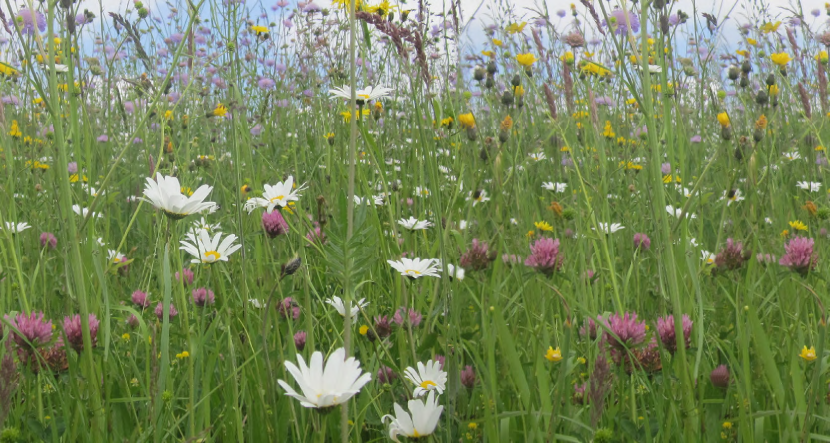 Auf diesem feld gibt es viele verschiedene blumenarten.