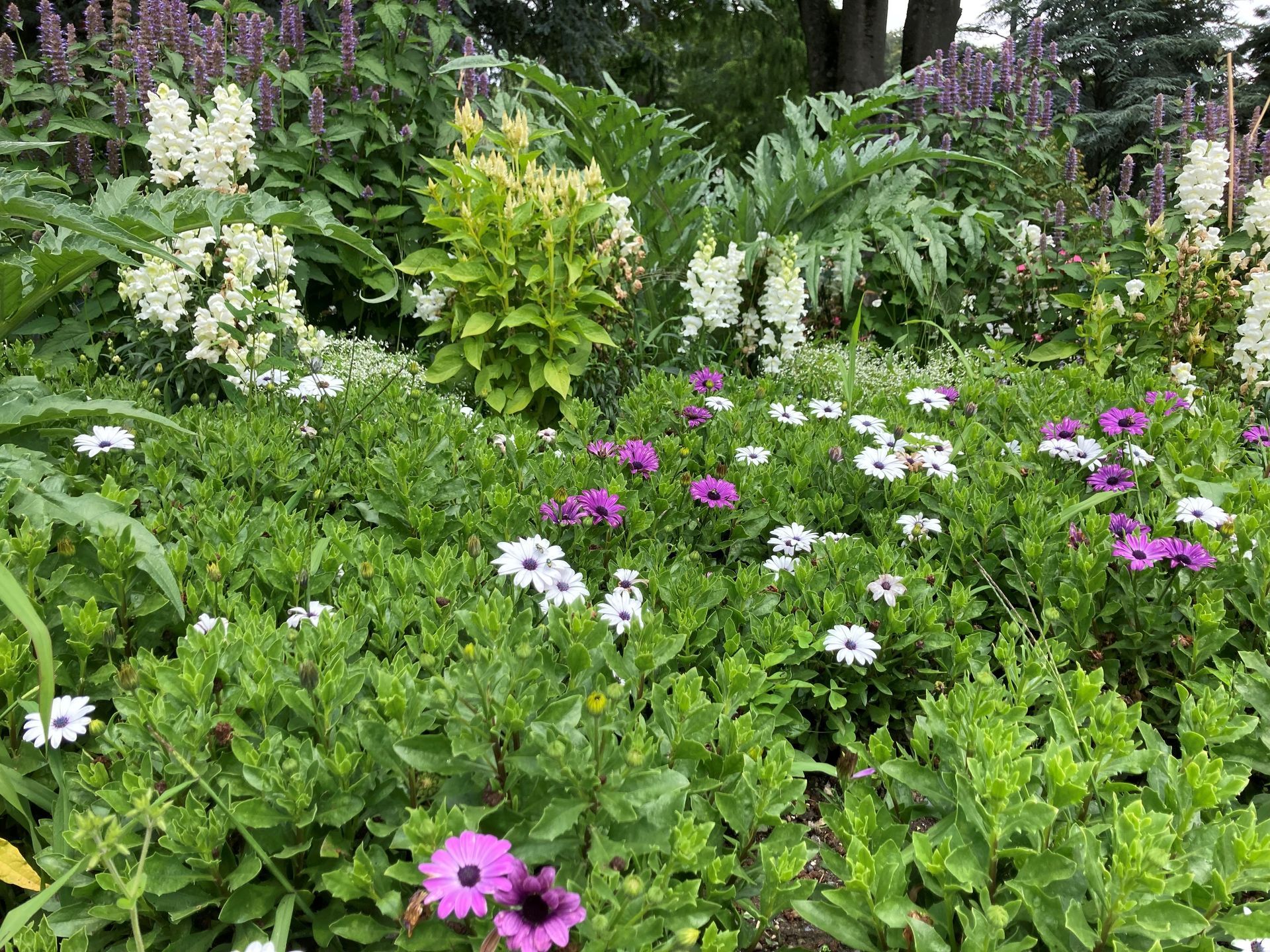 In diesem Garten gibt es viele verschiedene Blumenarten.