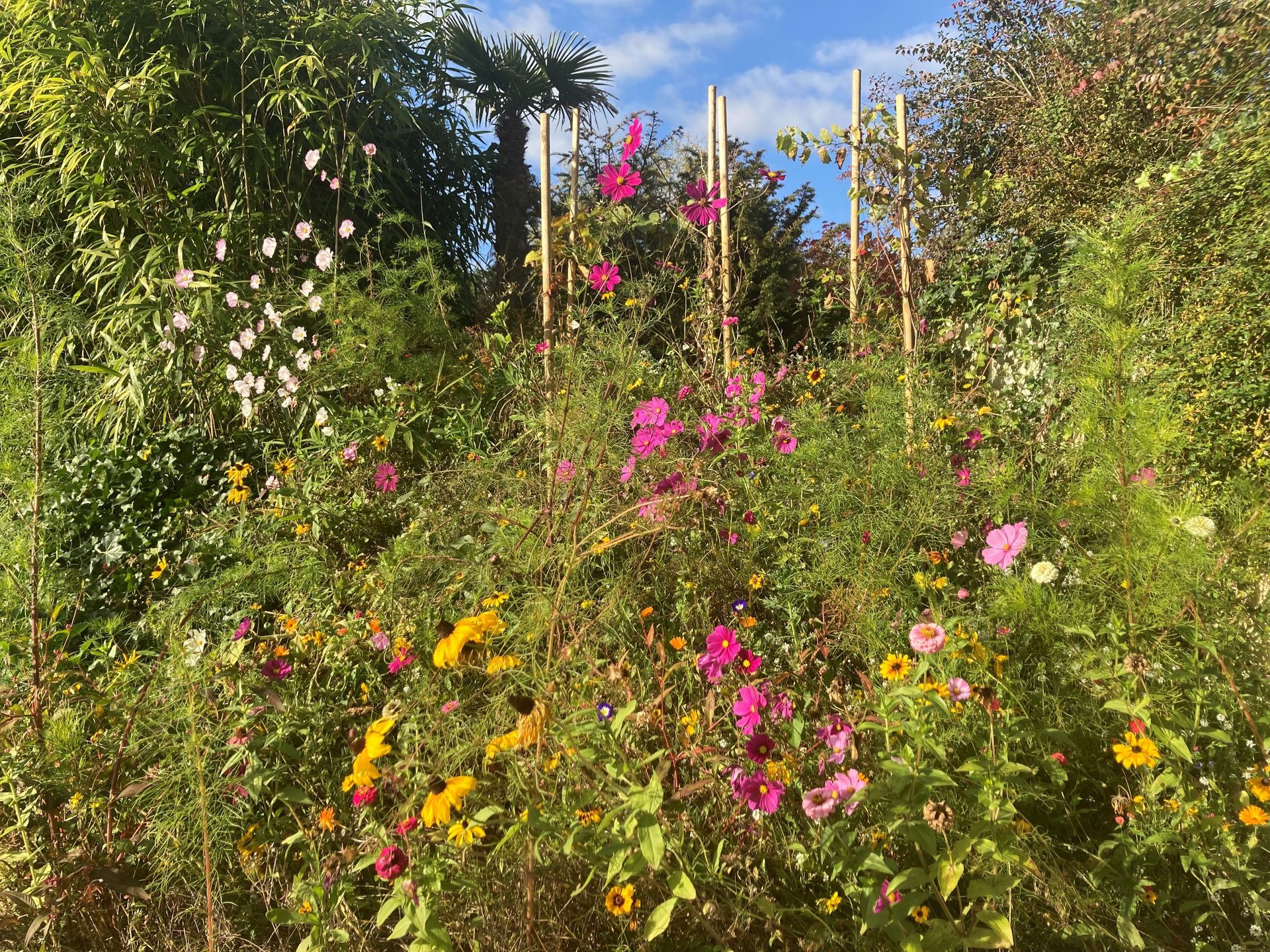 In einem Garten wächst ein Strauß Blumen.