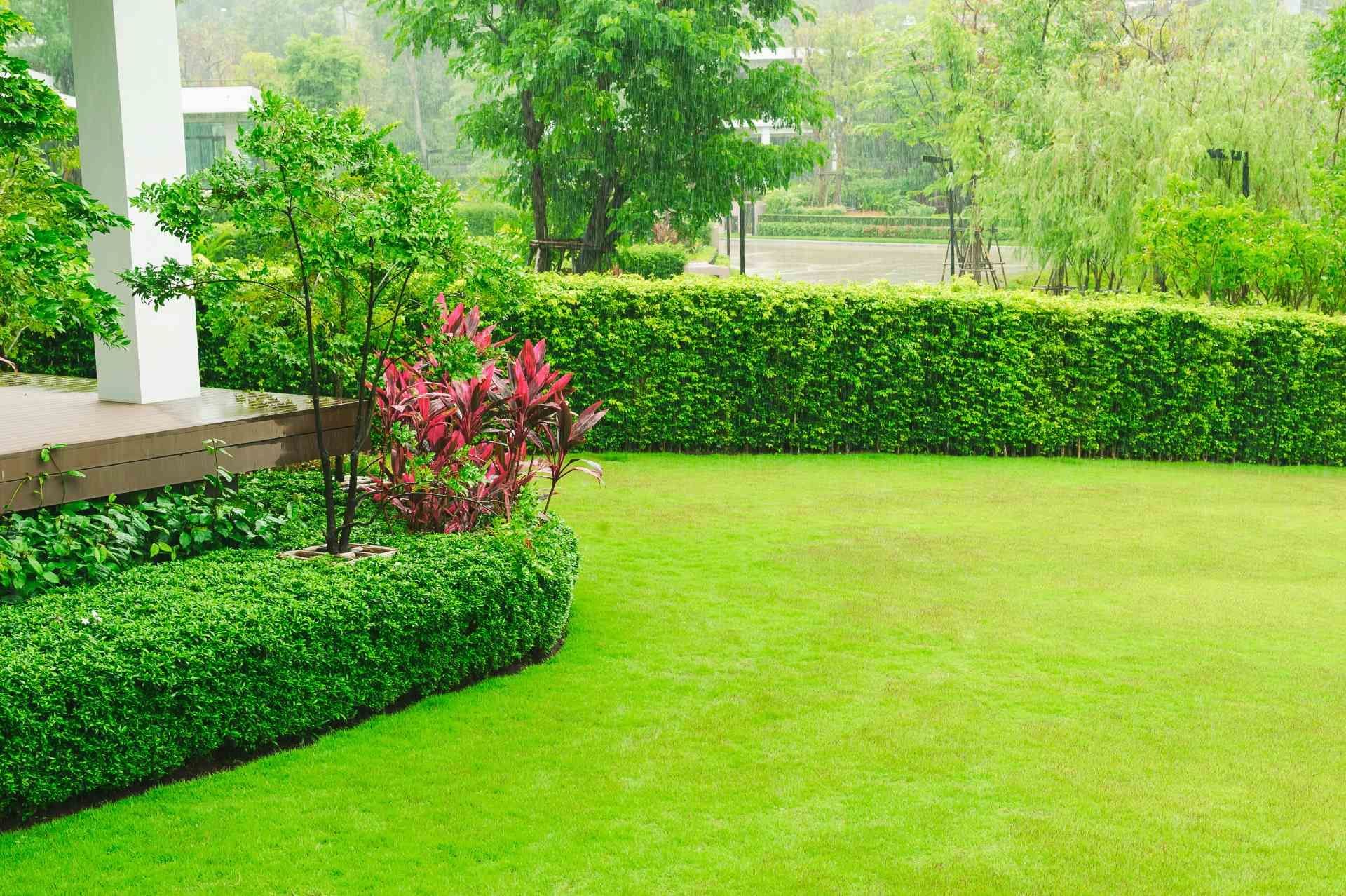 Ein üppiger grüner Rasen mit einer Hecke und Bäumen im Hintergrund.