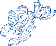 Disegno di orchidee con linee blu.