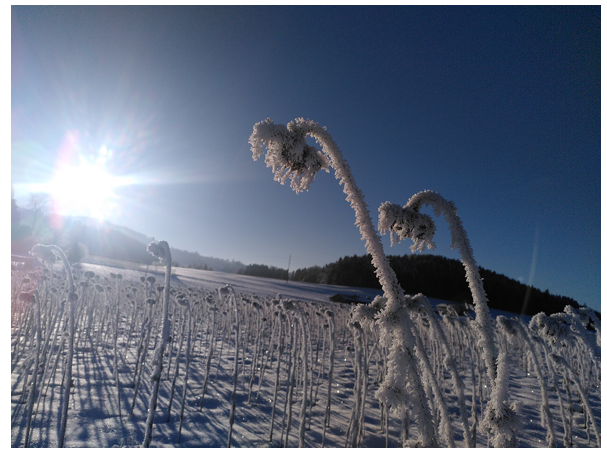 Mit Frost bedeckte Pflanzen auf einem schneebedeckten Feld unter strahlendem Sonnenschein und klarem blauen Himmel