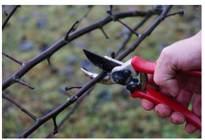 Handbeschneidung dorniger Weinrebenzweige mit einer roten Gartenschere im Freien