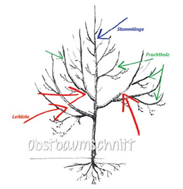 Beschriftetes Baumdiagramm mit Stamm, Fruchtholz und Laubholzästen, dargestellt durch farbige Pfeile.