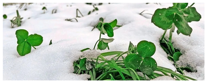Grüne Pflanzen spriessen durch den weissen Schnee in einem Wintergarten