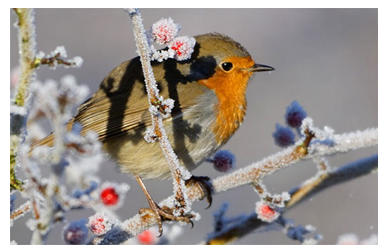 Ein kleiner orange-schwarzer Vogel sitzt im Winter auf frostigen Zweigen mit roten Beeren.
