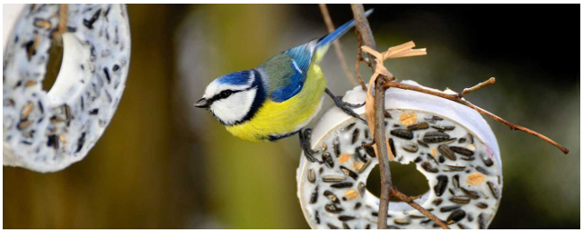 Eine Blaumeise sitzt auf einem hängenden Vogelfutterhaus und pickt mit angelegten Flügeln nach Samen.