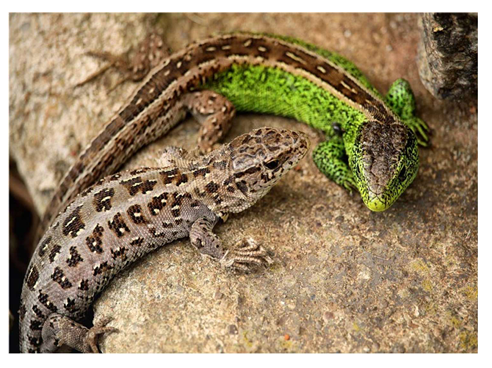 Zwei Eidechsen auf einem Felsen, eine leuchtend grün und eine gefleckt braun, die einander zugewandt sind