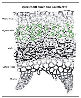 Diagramm eines Blattquerschnitts mit deutscher Beschriftung, der obere/untere Rinde, Algenschicht, Mark und Rhizine zeigt.