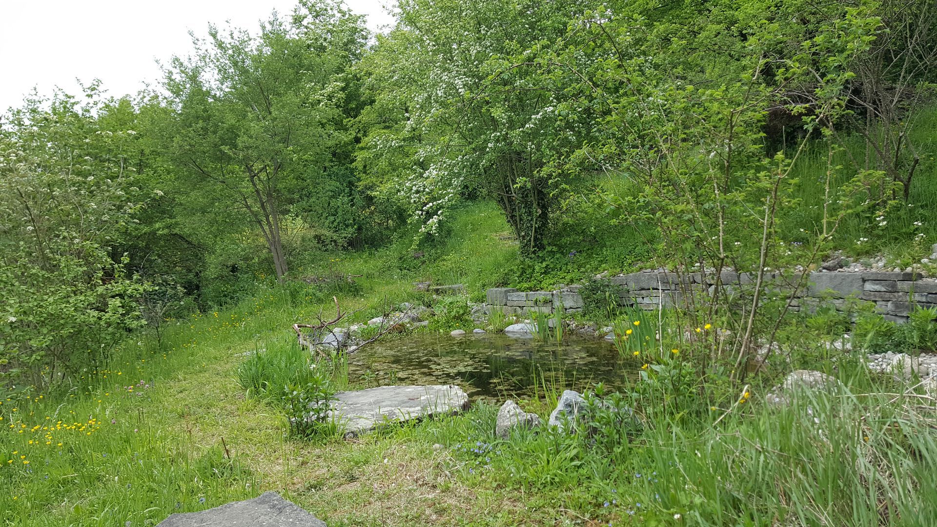 Grasbewachsener Hang mit verstreuten Felsen und dichtem Grün aus Bäumen und Sträuchern