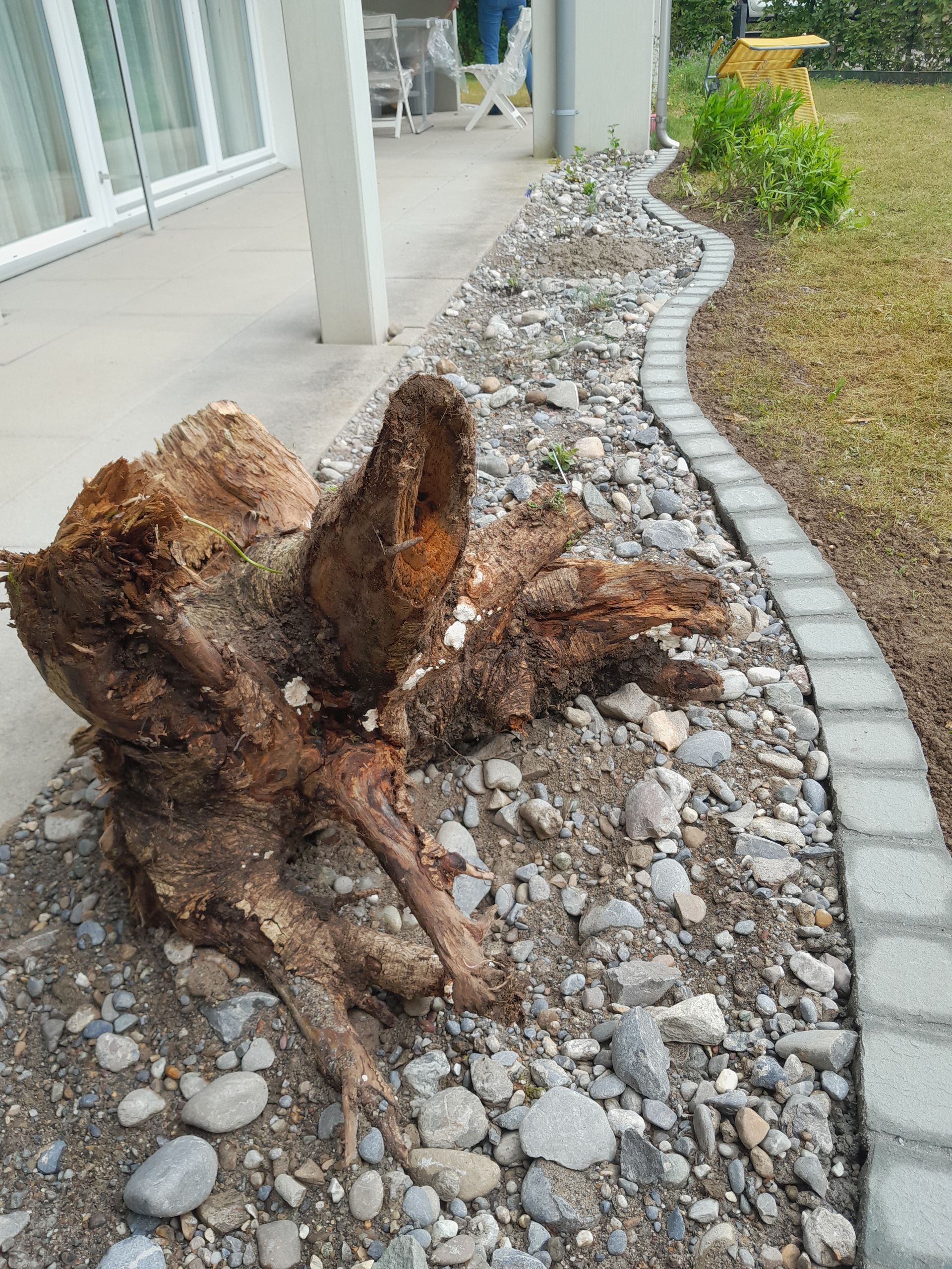 Entwurzelter Baumstumpf in einem mit Steinen eingefassten Gartenbeet neben einem Haus und Rasen