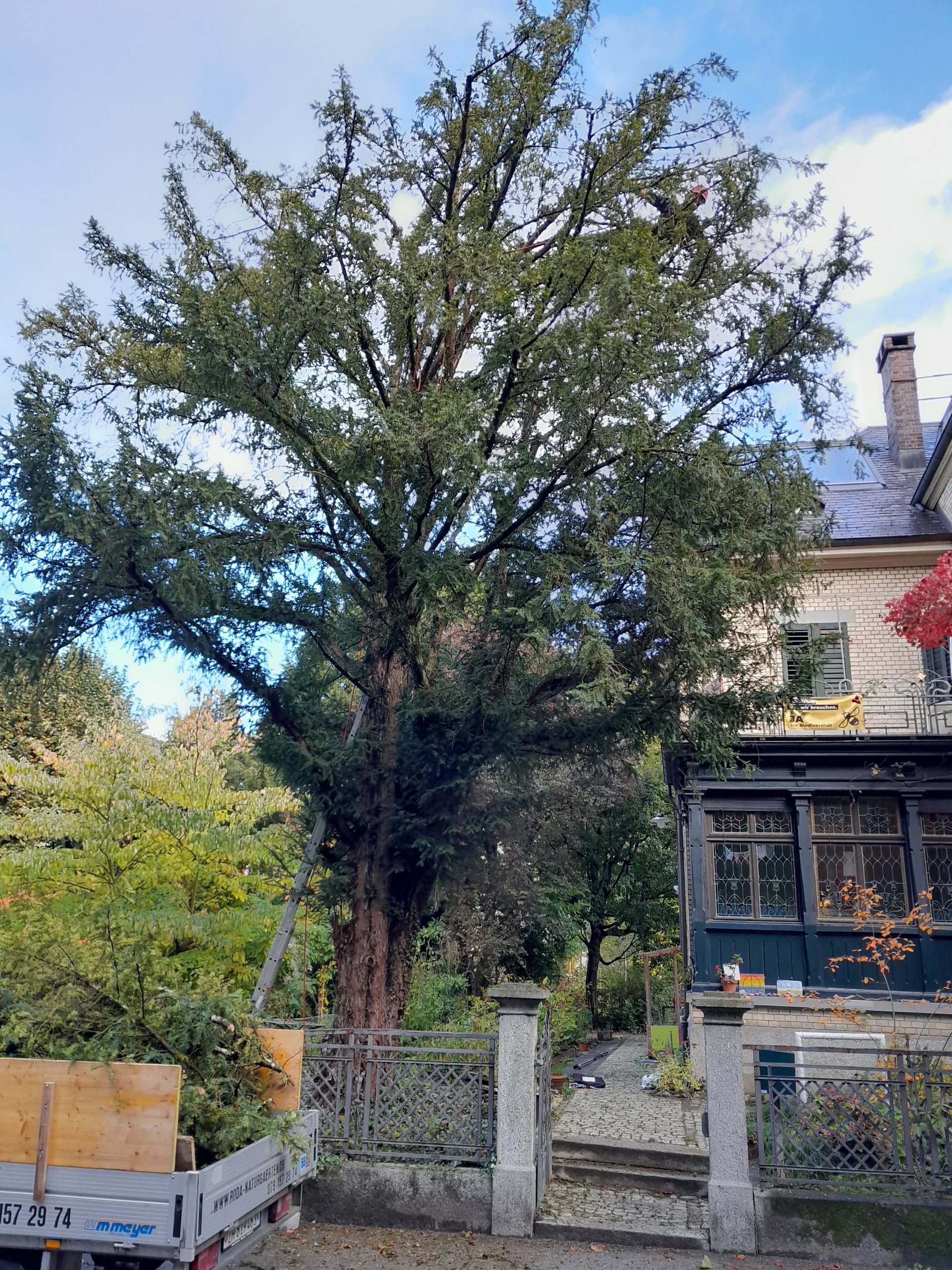 Ein grosser, belaubter Baum vor einem Haus und Garten unter blauem Himmel