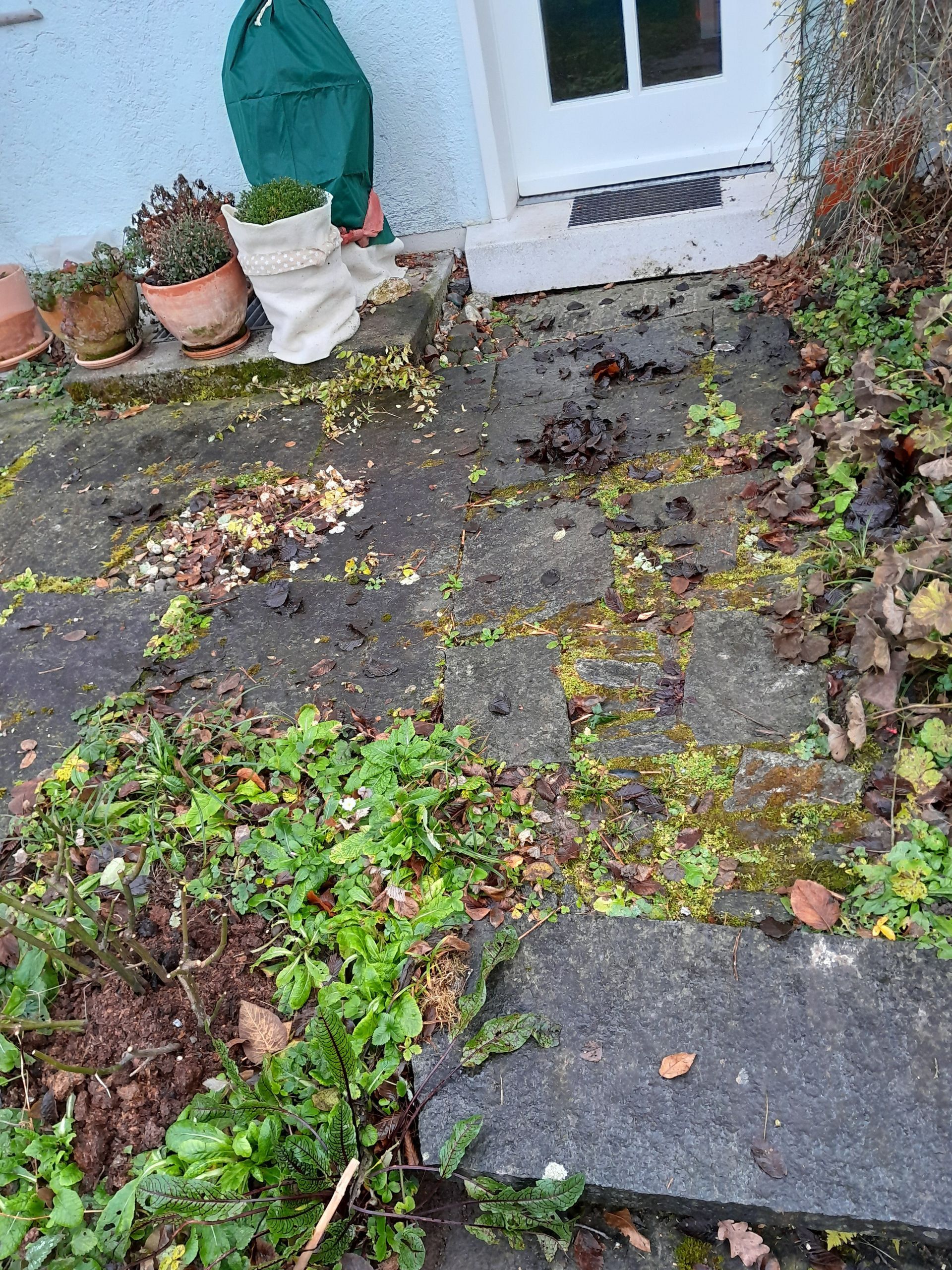 Verwilderte Terrasse mit Unkraut und Moos, Steinplatten, Topfpflanze neben einer weissen Tür.