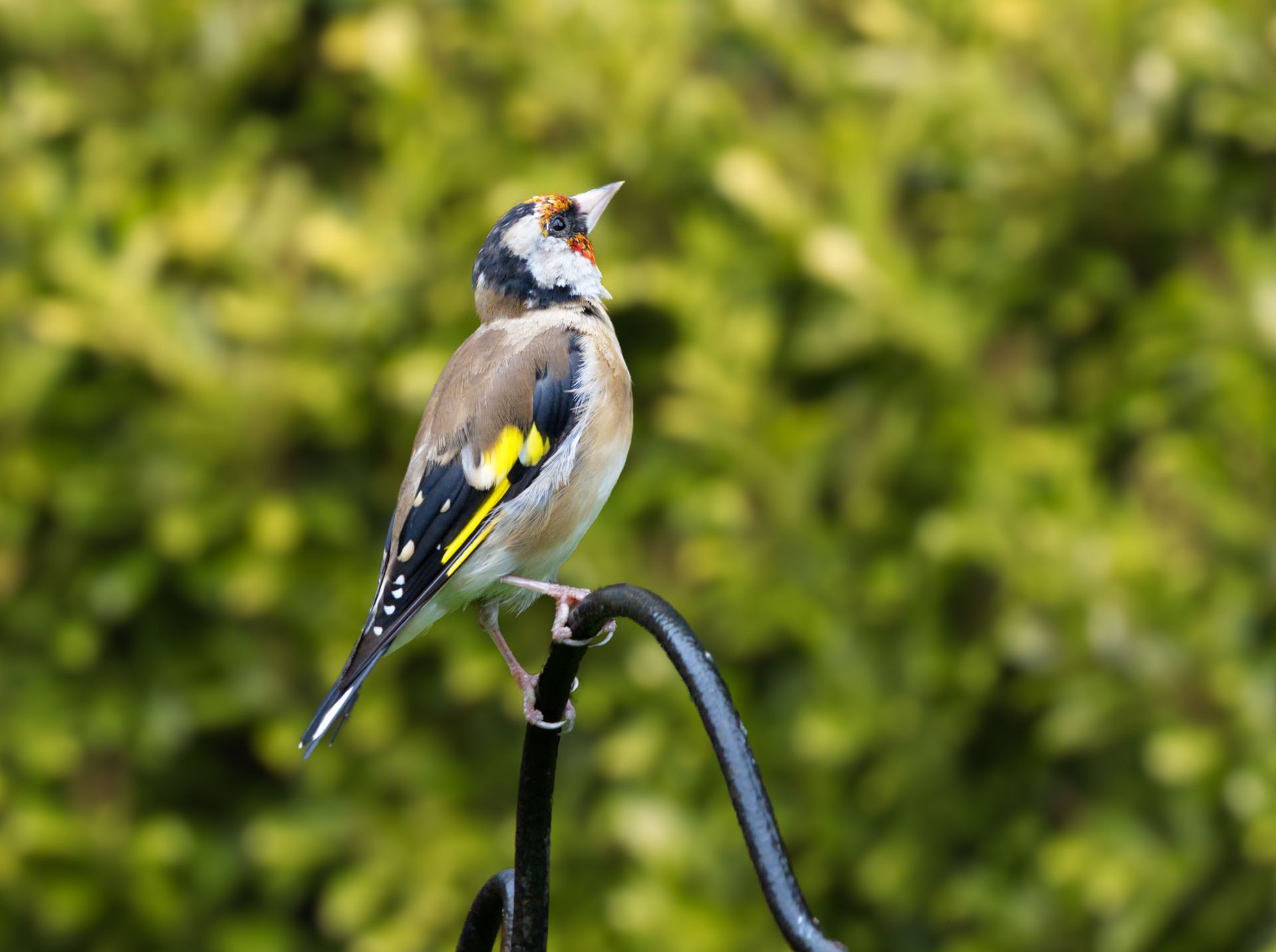 Wohngarten mit jungen Bäumen, Sträuchern und einer Kiesauffahrt unter bewölktem Himmel