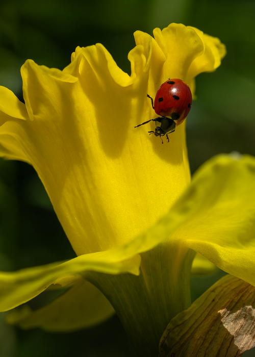 Kleiner, angelegter Garten mit jungen Bäumen, Sträuchern und einer gepflasterten Auffahrt neben Häusern unter einem bewölkten Himmel