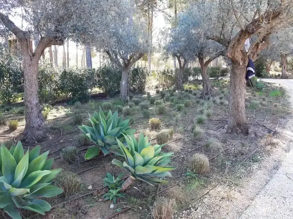 Árboles con hojas plateadas, plantas de agave y césped redondeado en un cantero de jardín.