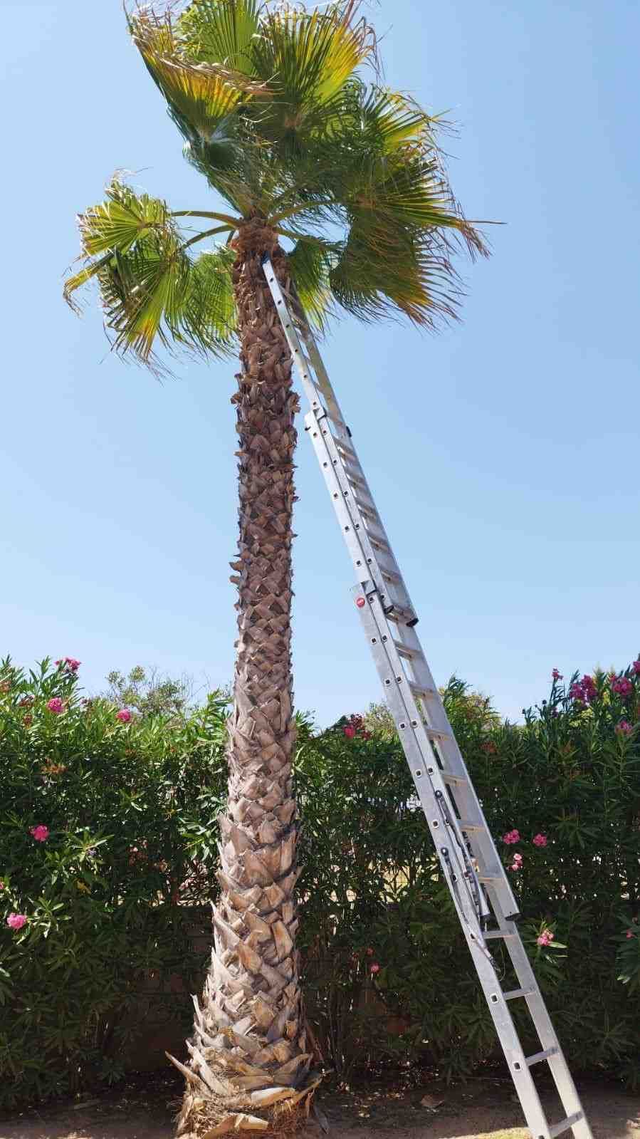 Palmera alta con una escalera apoyada en ella, bajo un cielo azul claro.