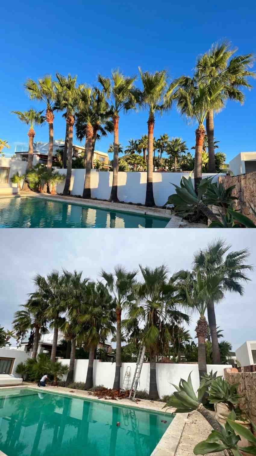 Las palmeras bordean una piscina contra una pared blanca y un cielo azul.