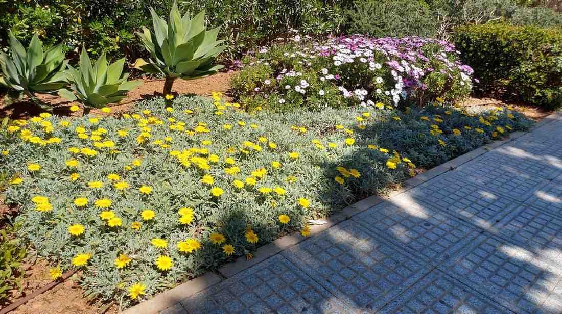 Plantas tapizantes de flores amarillas y otras plantas en un jardín paisajístico junto a un camino pavimentado.