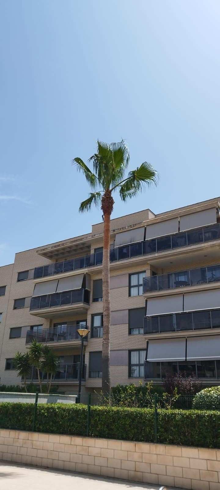 Palmera alta frente a un moderno edificio de apartamentos bajo un cielo azul brillante.