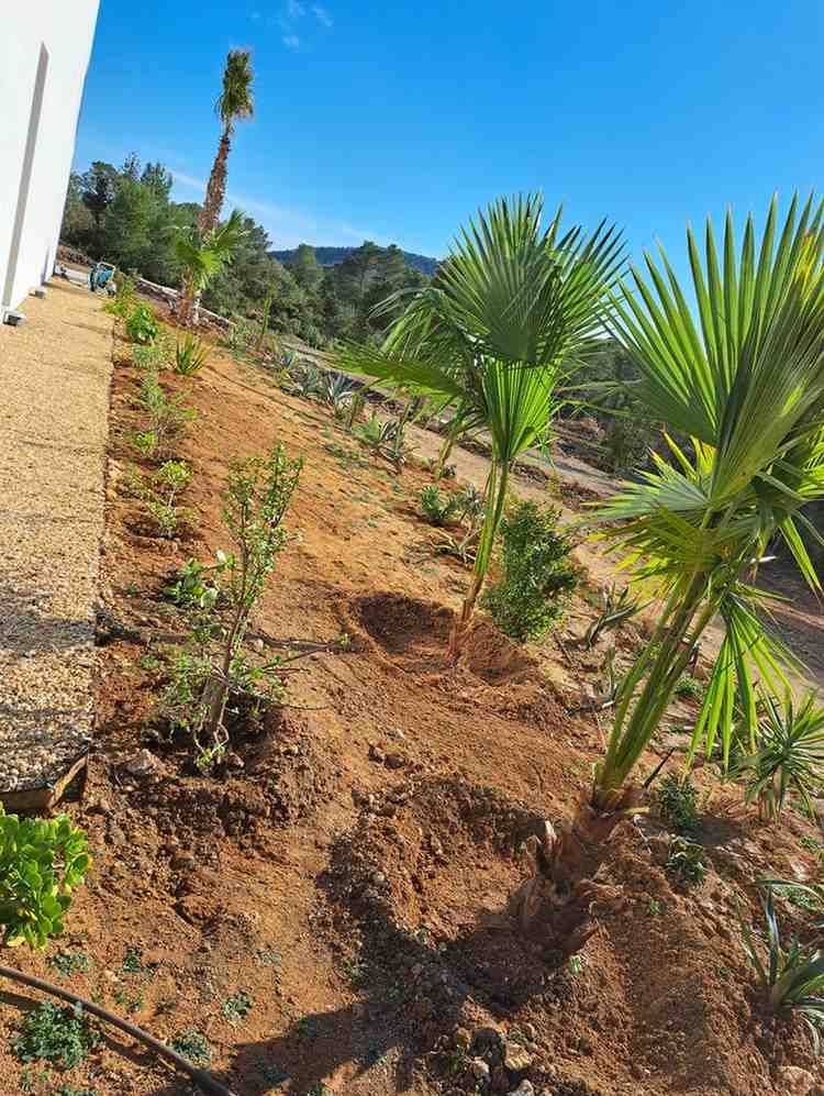 Una ladera inclinada con palmeras recién plantadas y otra vegetación bajo un cielo azul brillante.