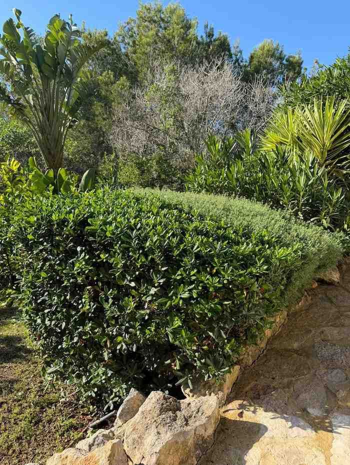 Seto verde sobre un muro de piedra, rodeado de diversas plantas y árboles exuberantes en un entorno exterior soleado.